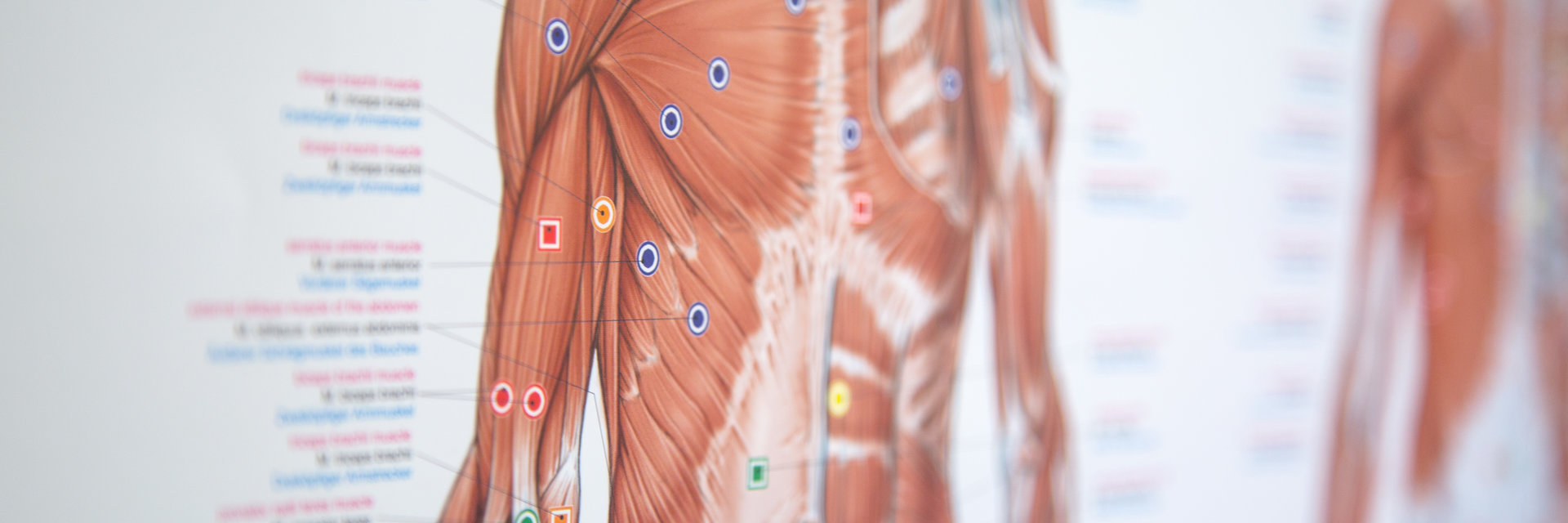 Sicht auf ein Infoplakatvon dem innerem Aufbau eines Menschen